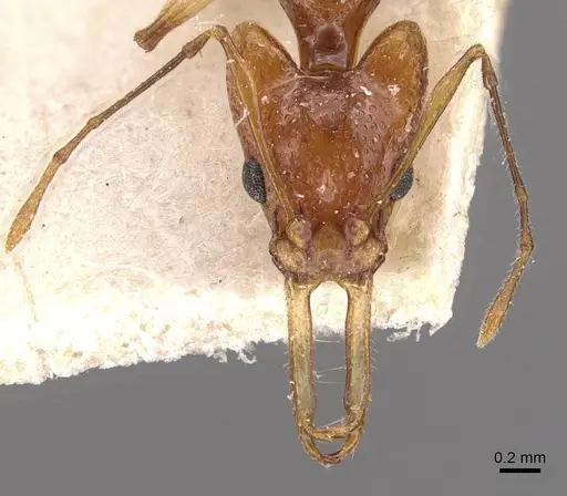 Orectognathus sexspinosus specimen CASENT0909302 image casent0909302_2
