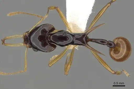 Orectognathus szentivanyi specimen CASENT0280690 image casent0280690_1