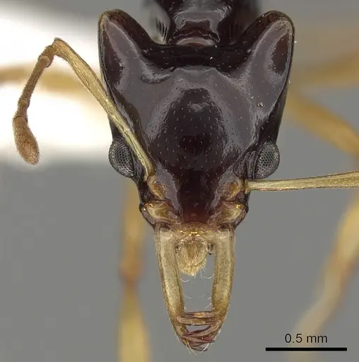 Orectognathus szentivanyi specimen CASENT0280690 image casent0280690_2