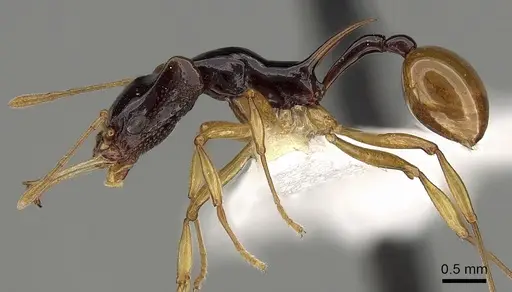Orectognathus szentivanyi specimen CASENT0280690 image casent0280690_3