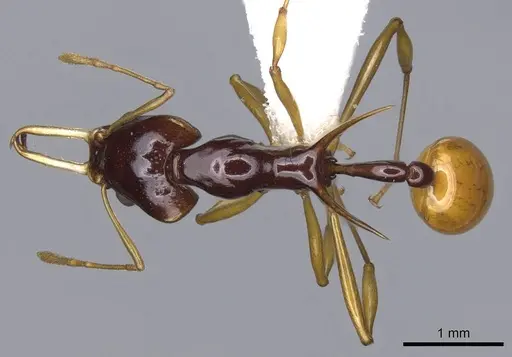 Orectognathus szentivanyi specimen CASENT0914675 image casent0914675_1