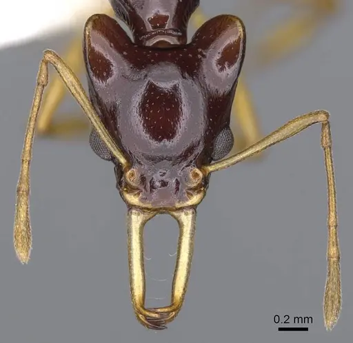 Orectognathus szentivanyi specimen CASENT0914675 image casent0914675_2