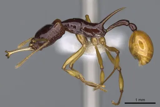 Orectognathus szentivanyi specimen CASENT0914675 image casent0914675_3