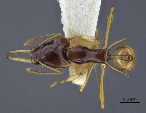 Orectognathus szentivanyi specimen CASENT0916641 image casent0916641_1