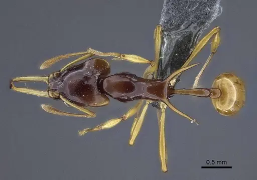Orectognathus szentivanyi specimen CASENT0916641 image casent0916641_2