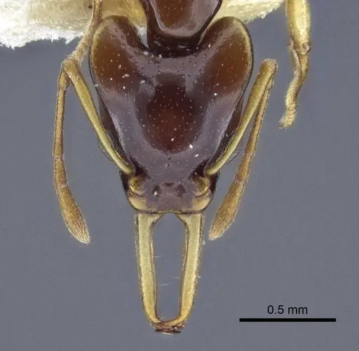 Orectognathus szentivanyi specimen CASENT0916641 image casent0916641_3