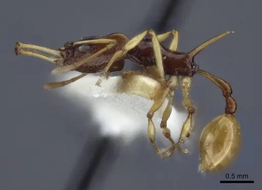 Orectognathus szentivanyi specimen CASENT0916641 image casent0916641_4