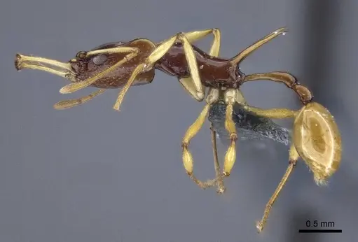 Orectognathus szentivanyi specimen CASENT0916641 image casent0916641_5