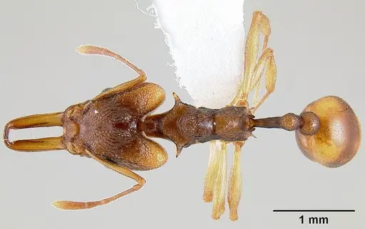 Orectognathus versicolor specimen CASENT0106002 image casent0106002_1