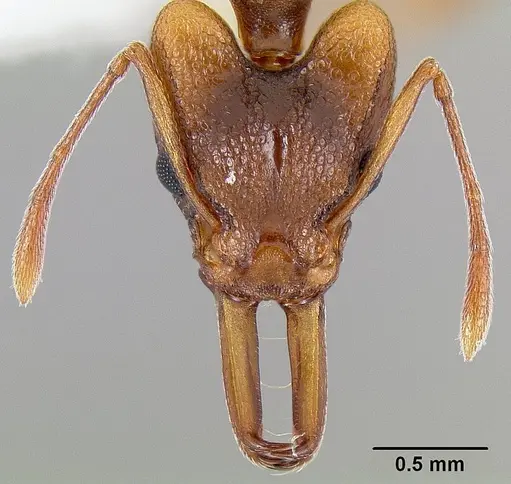 Orectognathus versicolor specimen CASENT0106002 image casent0106002_2
