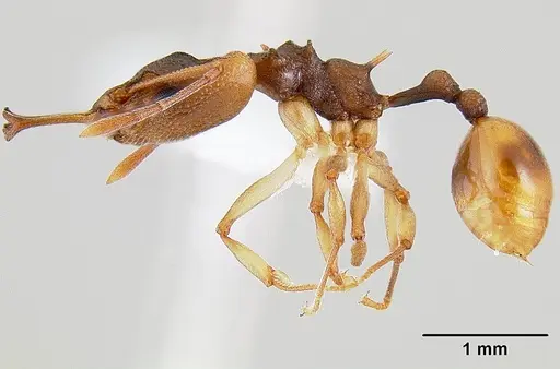 Orectognathus versicolor specimen CASENT0106002 image casent0106002_3