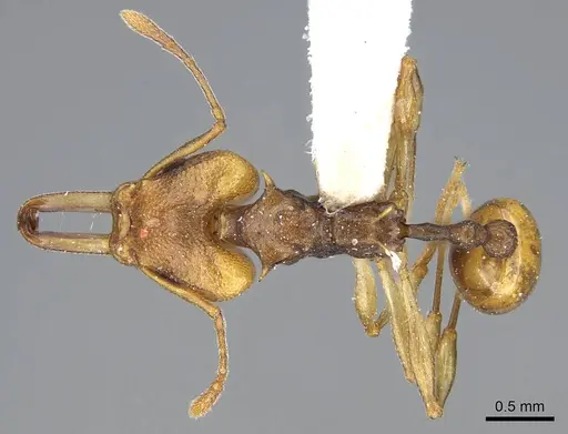 Orectognathus versicolor specimen CASENT0914676 image casent0914676_1