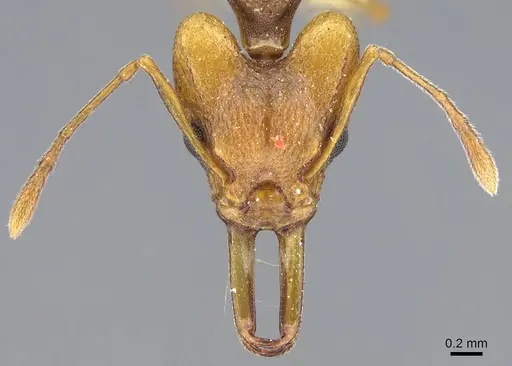 Orectognathus versicolor specimen CASENT0914676 image casent0914676_2