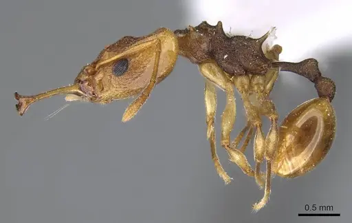Orectognathus versicolor specimen CASENT0914676 image casent0914676_3