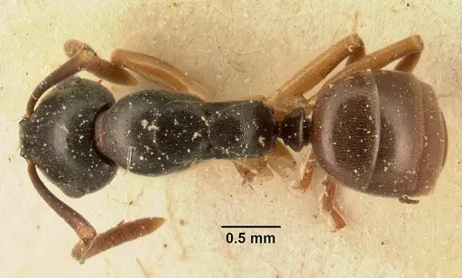 Overbeckia subclavata specimen CASENT0101191 image casent0101191_1