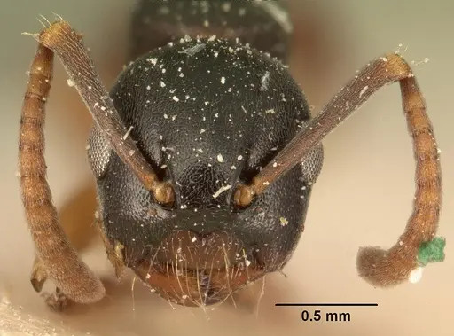 Overbeckia subclavata specimen CASENT0101191 image casent0101191_2