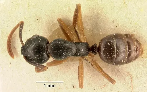 Overbeckia subclavata specimen CASENT0101192 image casent0101192_1