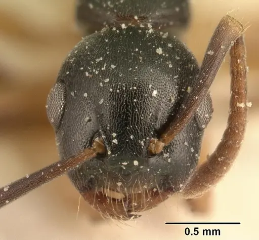 Overbeckia subclavata specimen CASENT0101192 image casent0101192_2