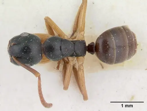 Overbeckia subclavata specimen CASENT0178502 image casent0178502_1