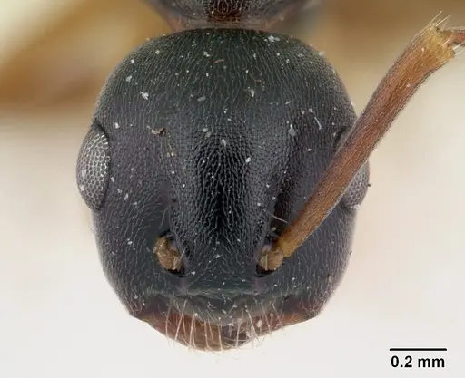 Overbeckia subclavata specimen CASENT0178502 image casent0178502_2