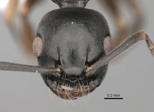 Overbeckia subclavata specimen CASENT0872838 image casent0872838_2