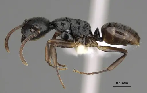 Overbeckia subclavata specimen CASENT0872838 image casent0872838_3