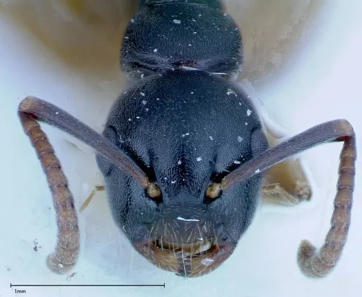 Overbeckia subclavata specimen FOCOL0130 image focol0130_2