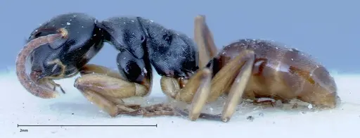 Overbeckia subclavata specimen FOCOL0130 image focol0130_3