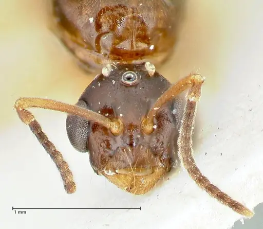Overbeckia subclavata specimen FOCOL2564 image focol2564_2