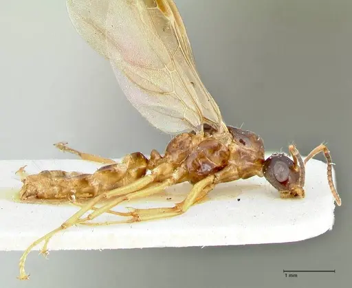 Overbeckia subclavata specimen FOCOL2564 image focol2564_3