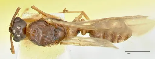 Overbeckia subclavata specimen FOCOL2565 image focol2565_1