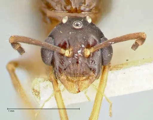Overbeckia subclavata specimen FOCOL2565 image focol2565_2