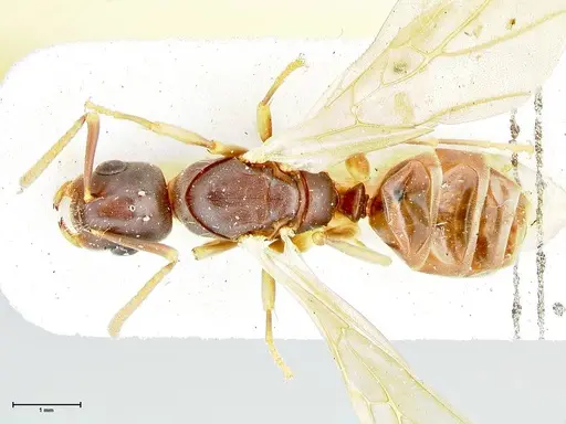 Overbeckia subclavata specimen FOCOL2566 image focol2566_1