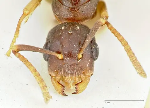 Overbeckia subclavata specimen FOCOL2566 image focol2566_2