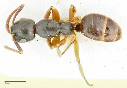 Overbeckia subclavata specimen FOCOL2567 image focol2567_1