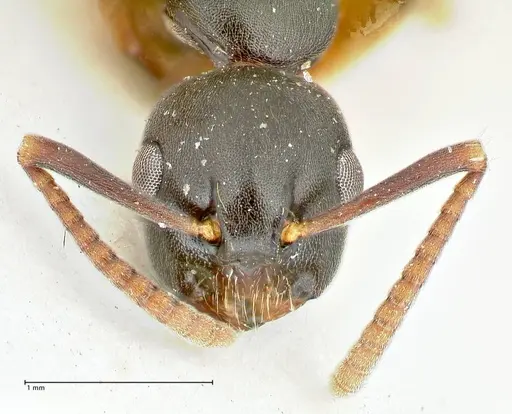 Overbeckia subclavata specimen FOCOL2567 image focol2567_2