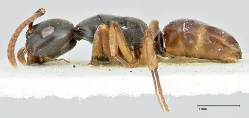 Overbeckia subclavata specimen FOCOL2567 image focol2567_3