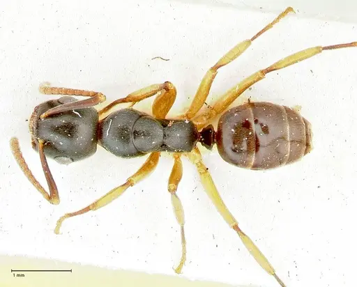 Overbeckia subclavata specimen FOCOL2568 image focol2568_1
