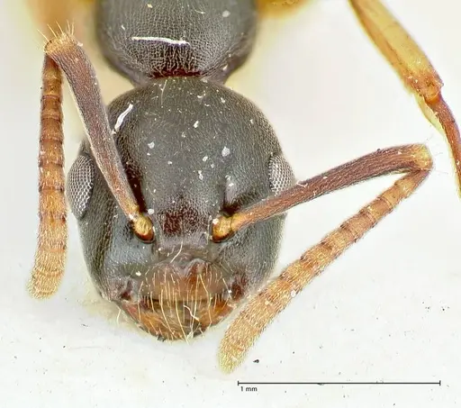 Overbeckia subclavata specimen FOCOL2568 image focol2568_2