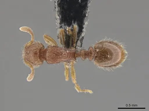 Oxyepoecus bidentatus specimen LACMENT685808 image lacment685808_1