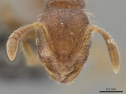 Oxyepoecus bidentatus specimen LACMENT685808 image lacment685808_2