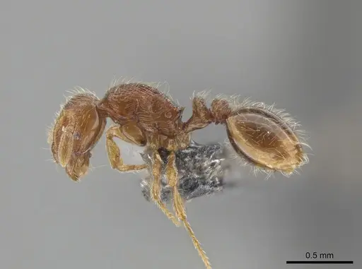 Oxyepoecus bidentatus specimen LACMENT685808 image lacment685808_3