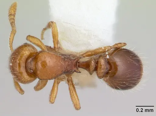 Oxyepoecus bruchi specimen CASENT0178098 image casent0178098_1