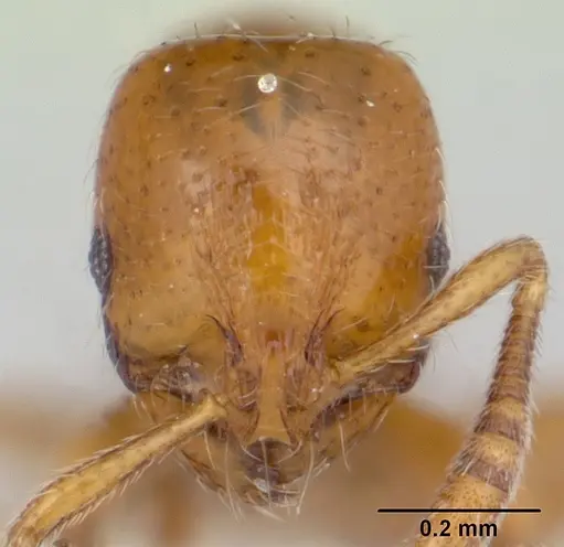 Oxyepoecus bruchi specimen CASENT0178098 image casent0178098_2
