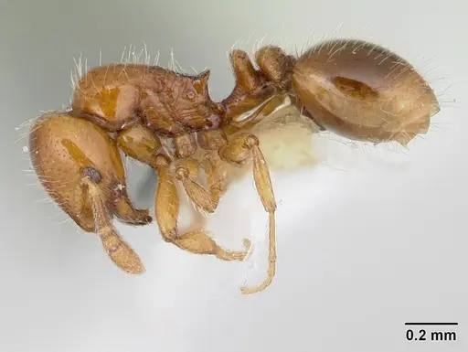Oxyepoecus bruchi specimen CASENT0178098 image casent0178098_3