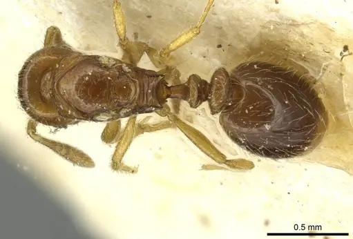 Oxyepoecus bruchi specimen CASENT0913868 image casent0913868_1