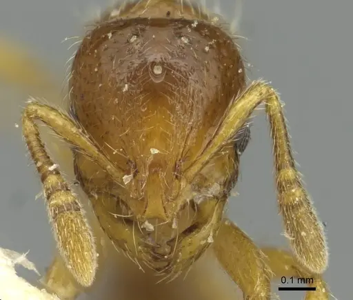 Oxyepoecus bruchi specimen CASENT0913868 image casent0913868_2