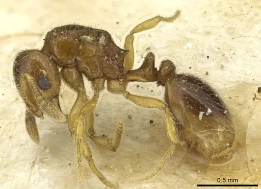 Oxyepoecus bruchi specimen CASENT0913868 image casent0913868_3