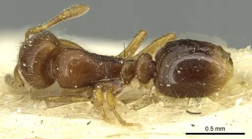 Oxyepoecus bruchi specimen CASENT0913869 image casent0913869_1