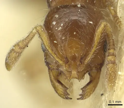 Oxyepoecus bruchi specimen CASENT0913869 image casent0913869_2